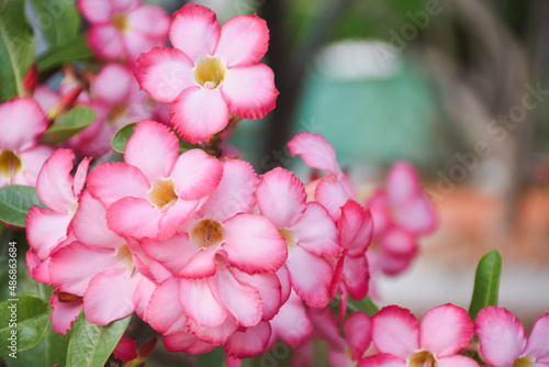 Fototapeta Naklejka Na Ścianę i Meble -  pink azalea flowers in the garden
