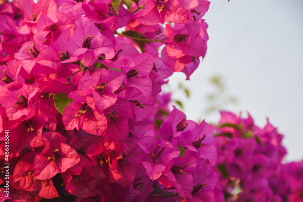 bougainvillea blooming in the background