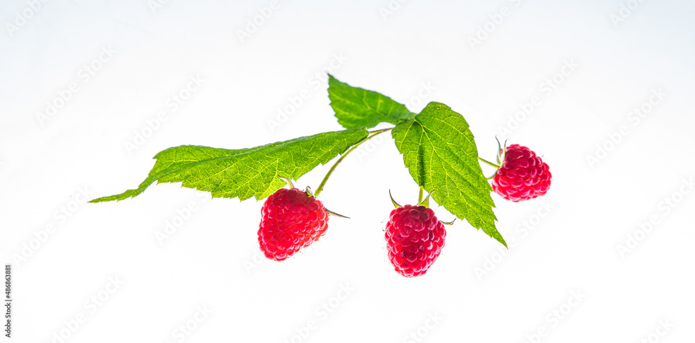 Fresh Ripe raspberry isolated on white background macro Fresh Ripe raspberry isolated on white background macro
