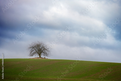 Single bare tree on a green field under a cloudy sky, wide rural landscape with large copy space