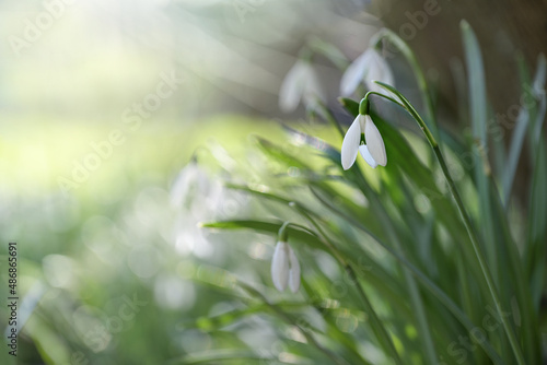 White blossoms of snowdrops (Galanthus nivalis) in the green lawn, early flowers in the garden or park in winter and spring, copy space, blurry background, selected focus © Maren Winter