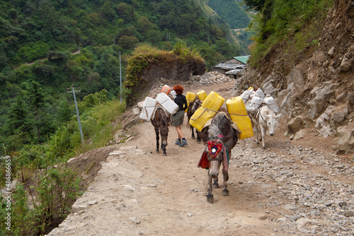 Young woman walks through a herd of loaded donkeys, Annapurna trekking, Nepal