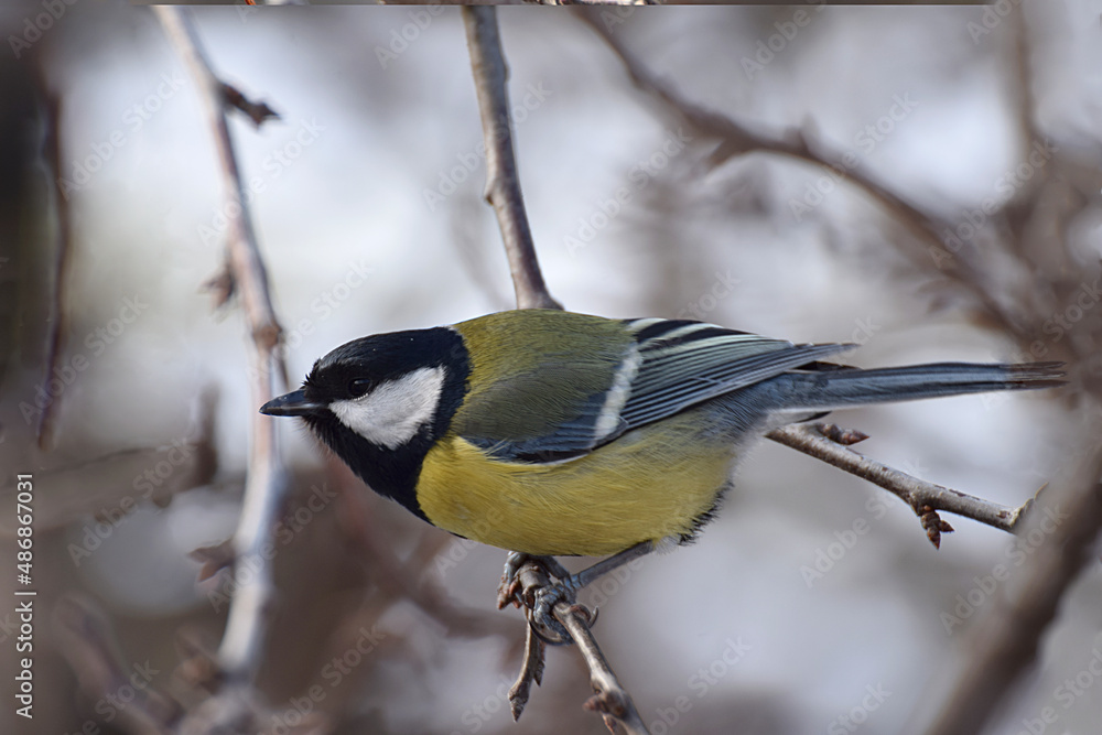 Naklejka premium Great tit on a tree branch