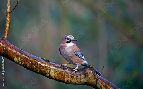 Eurasian jay collecting food in the woods 