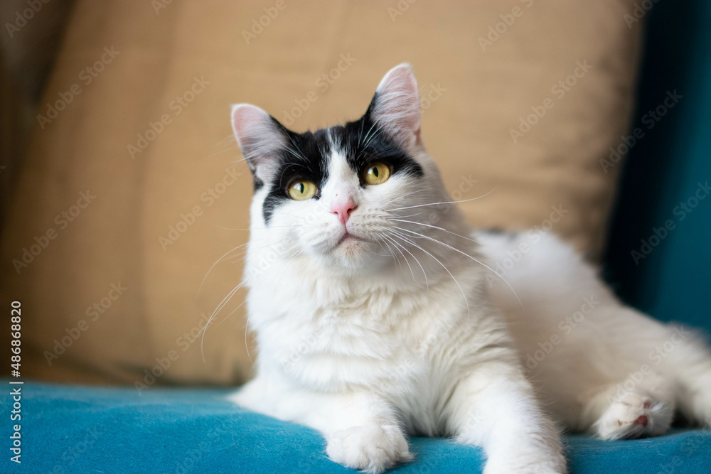 Close-up of a black and white fluffy cat resting on a blue sofa in the living room with a beige wall in the background.