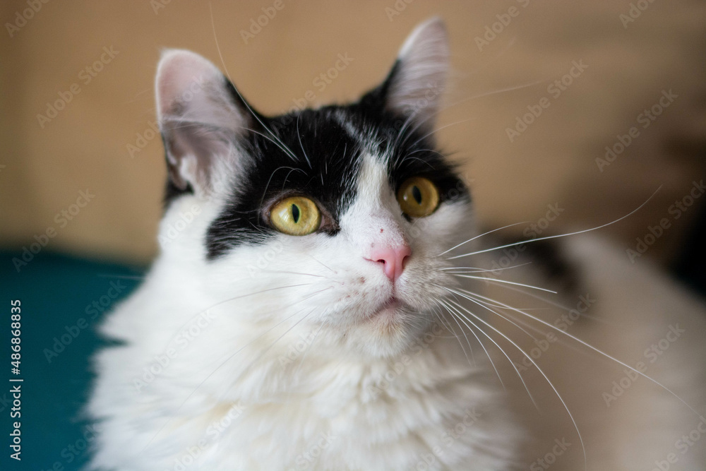 Close-up of a black and white fluffy cat resting on a blue sofa in the living room with a beige wall in the background. Close-up of a black and white fluffy cat resting on a blue sofa in the living room with a beige wall in the background.