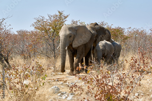 African elephants family in savanna  Namibia  Africa. Herd of wild safari animals crossing the bushland on a beautiful day with blue sky  Loxodonta africana 