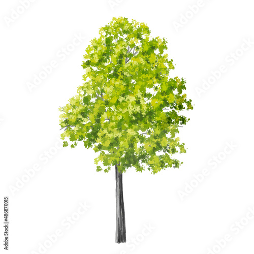 Vector of  watercolor tree side view isolated on white background  for landscape plan and architecture layout drawing  elements for environment and garden