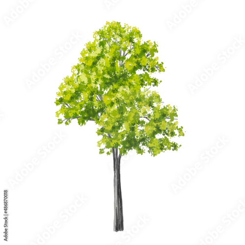 Vector of watercolor tree side view isolated on white background for landscape plan and architecture layout drawing, elements for environment and garden