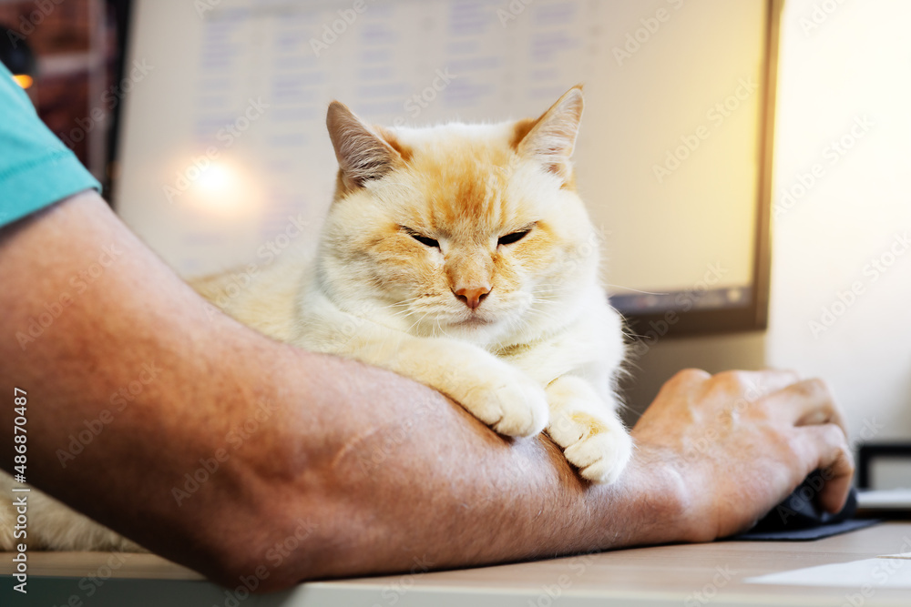 thick beautiful red and white happy cat resting on the owner's hand