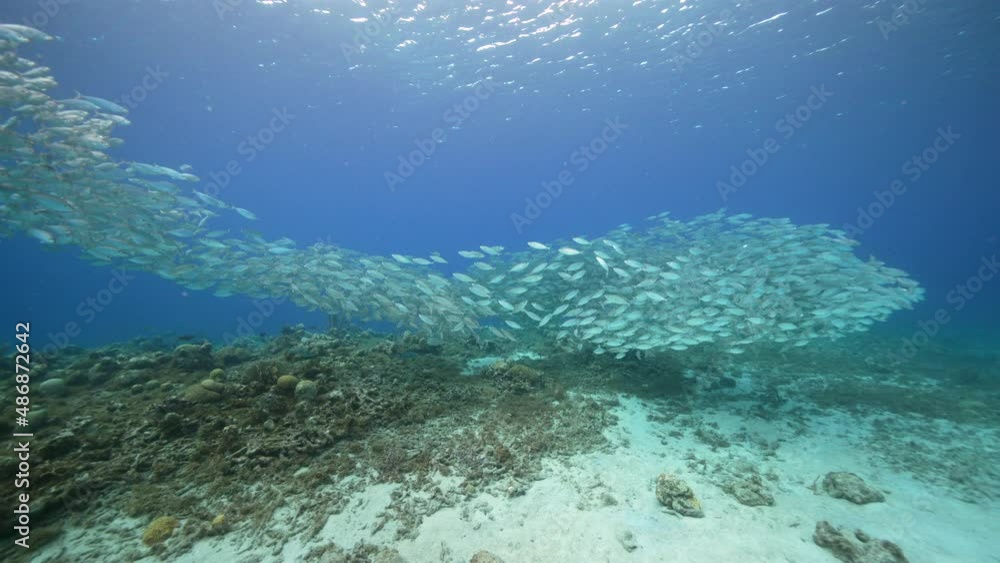 Seascape with Bait Ball, School of Fish in the coral reef of the Caribbean Sea, Curacao Seascape with Bait Ball, School of Fish in the coral reef of the Caribbean Sea, Curacao