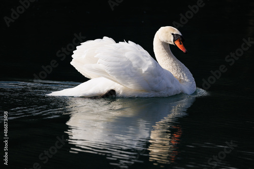 Fototapeta Naklejka Na Ścianę i Meble -  reflection of white swan on the water