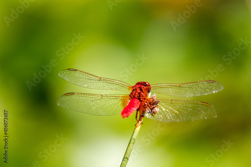 Shallow selective focus on red dragonfly. Sunny summer day view from the botanical garden called Giardino Botanico La Cutura S.r.l., Contrada Cutura, Giuggianello LE, region of Lecce, Italy