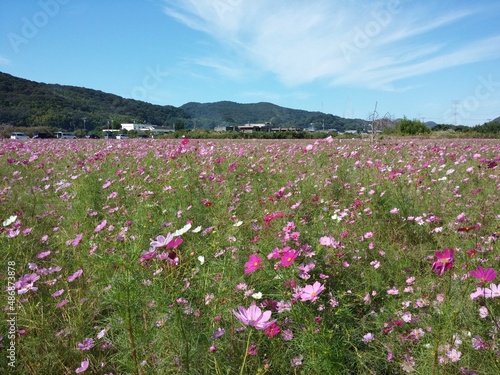 コスモス畑