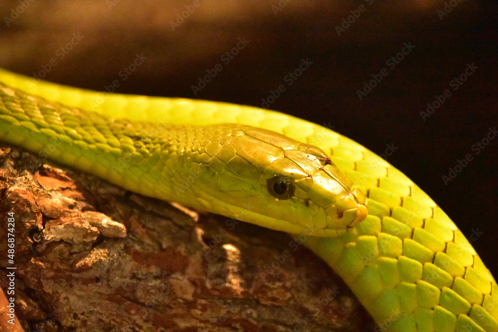Fototapeta premium Brilliant Green Mamba Snake on a Branch