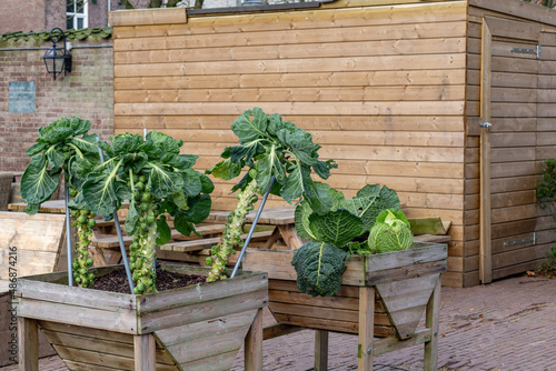 Brussels sprouts and green cabbage growing in wooden boxes in the middle of a city as an example of urban argiculture or gardening photo