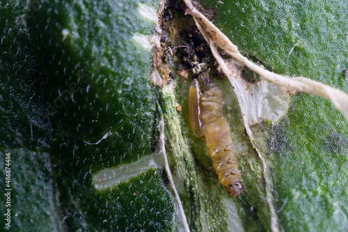 Oruga de tuta absoluta parasitada por la larva de la avispa Necremnus Tutae en una galería en una hoja de tomate photo