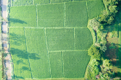 Land or landscape of green field in aerial view. Plot of land for agricultural farm, farmland or plantation with crop, rice. Also sale, investment. Rural area with nature at countryside in Chiang mai. photo