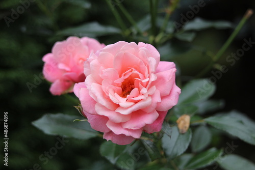 pink rose
