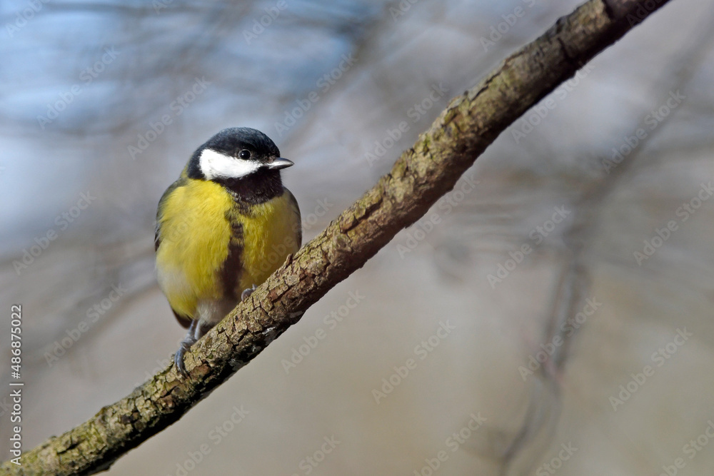 Eurasian Great Tit // Kohlmeise (Parus major) Eurasian Great Tit // Kohlmeise (Parus major)