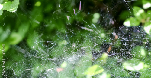 cobweb in foliage