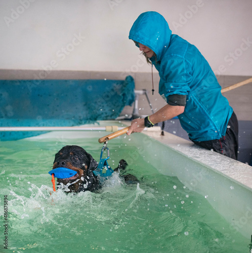 Canvastavla rottweiler  swimming in a swimming pool