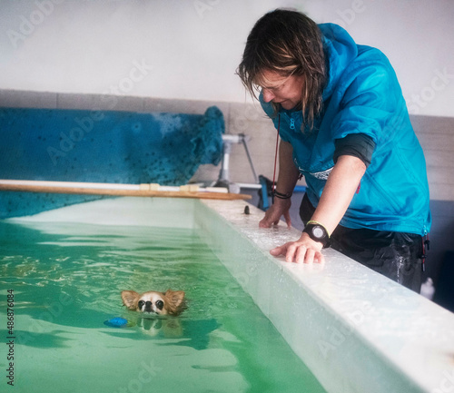 Картината върху платно chihuahua  swimming in a swimming poo
