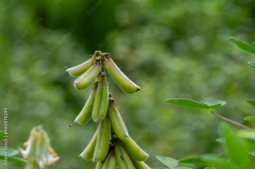 Crotalaria longirostrata, the chipilín (Crotalaria pallida) seed and leaves Crotalaria longirostrata, the chipilín (Crotalaria pallida) seed and leaves