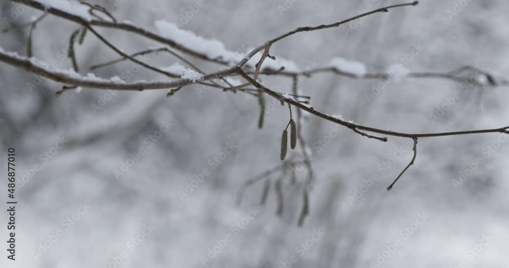 A close-up shot of a birch tree branch with catkin swaying in the wind during a showy winter day. A beautiful winter landscape. A close-up shot of a birch tree branch with catkin swaying in the wind during a showy winter day. A beautiful winter landscape.
