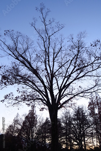 冬の公園の夕方の欅 © smtd3