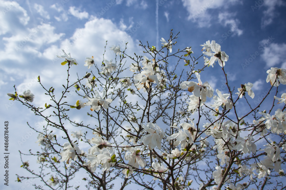 Blooming magnolia tree in spring. High quality photo Blooming magnolia tree in spring. High quality photo