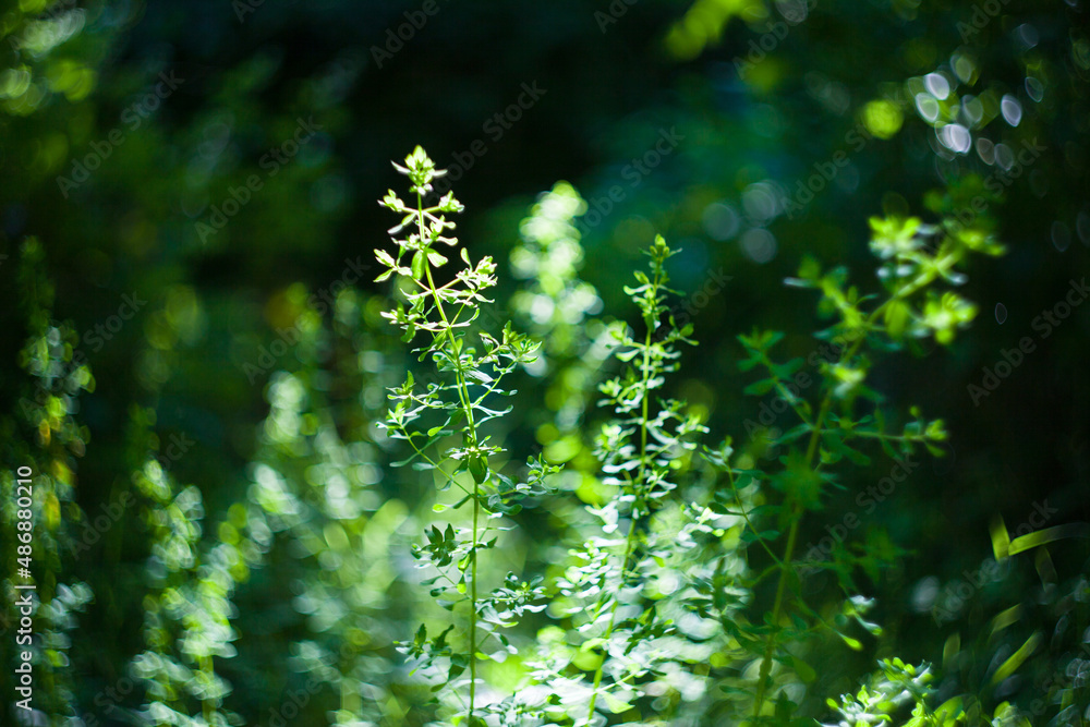 Hypericum green grass herb in field with hot sun