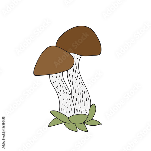 Boletus mushrooms in simple hand drawn style. Vector illustration of edible wild forest mushroom. Autumn symbol, organic food icon