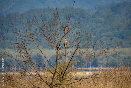 Lesser Fish Eagle or Icthyophaga humilis perched on tree near ramganga river in natural green background at dhikala zone of jim corbett national park or forest reserve uttarakhand india photo
