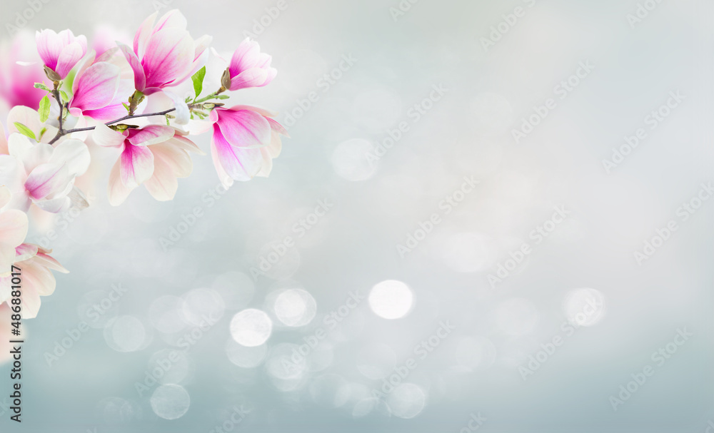 Blossoming pink magnolia Flowers Blossoming pink magnolia Flowers