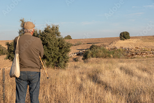 Shepherd looking at his sheep on the transhumance in Madrid