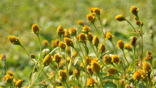 фотографія Acmella uliginosa also known as Marsh para cress