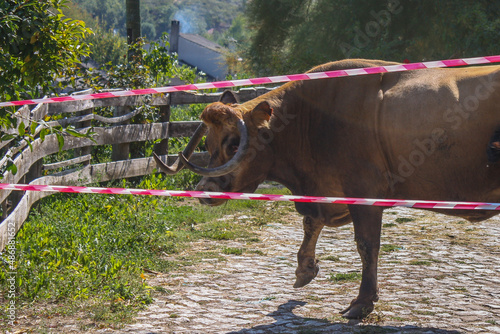 Big bull in Rihonor de Castilla, Spain photo