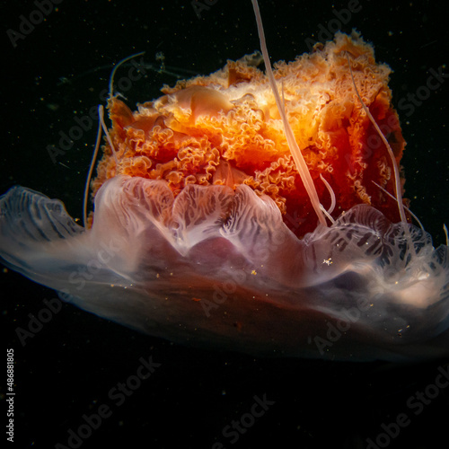 A close-up shot of a lion's mane jellyfish, Cyanea capillata. This is one of the largest known species of jellyfish and is also known as the giant jellyfish, arctic red jellyfish, or the hair jelly