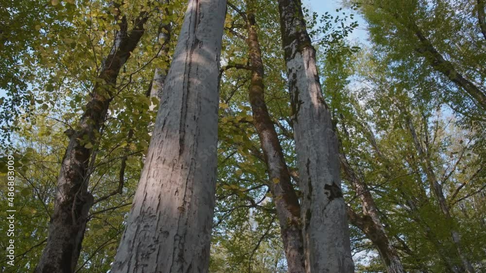 Moving through the forest and tall trees. Low angle, dolly shot, slow motion. Moving through the forest and tall trees. Low angle, dolly shot, slow motion.
