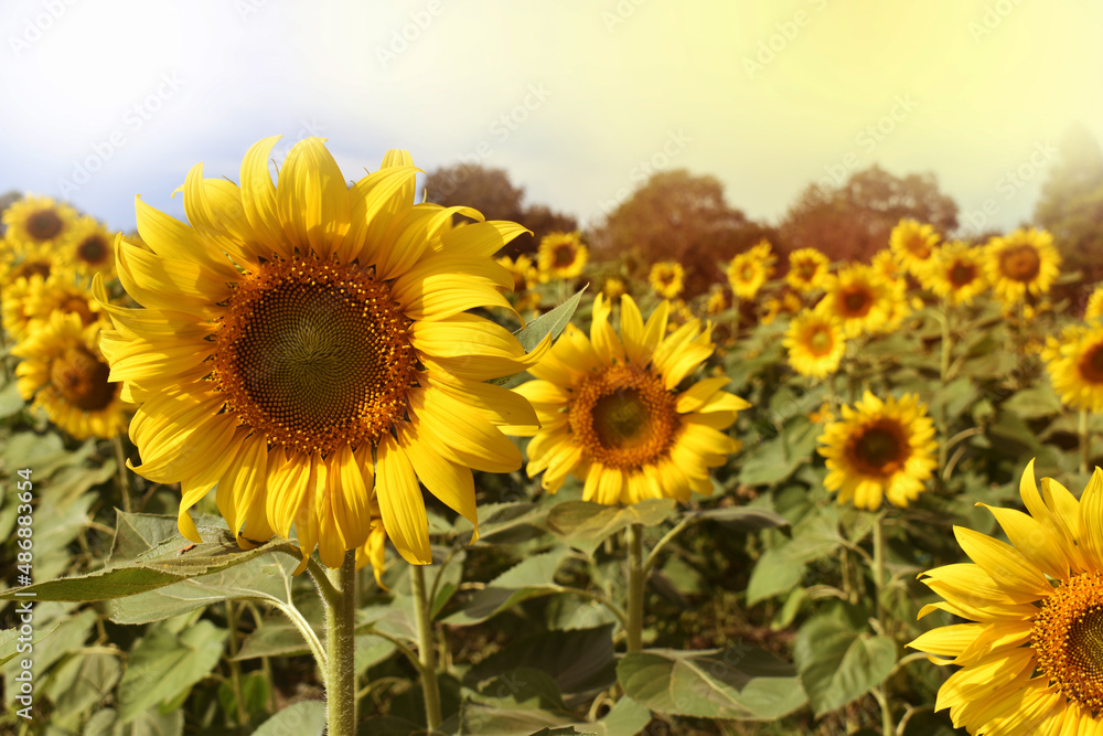 Obraz premium field of sunflowers