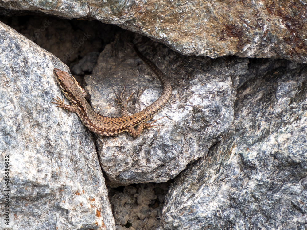 Obraz premium Eidechse