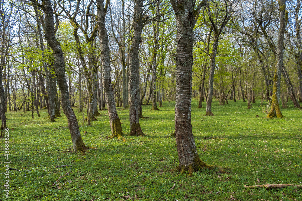Fototapeta premium Tree trunks in a deciduous forest with lush trees in spring
