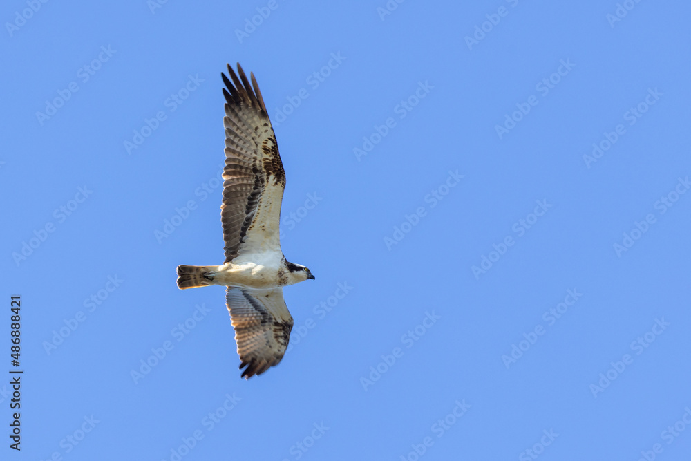 Beautiful flying Osprey in the sky Beautiful flying Osprey in the sky