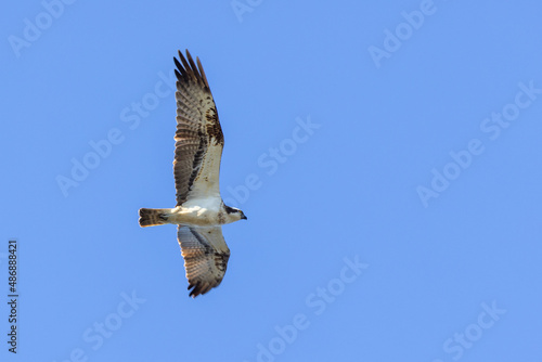 Beautiful flying Osprey in the sky