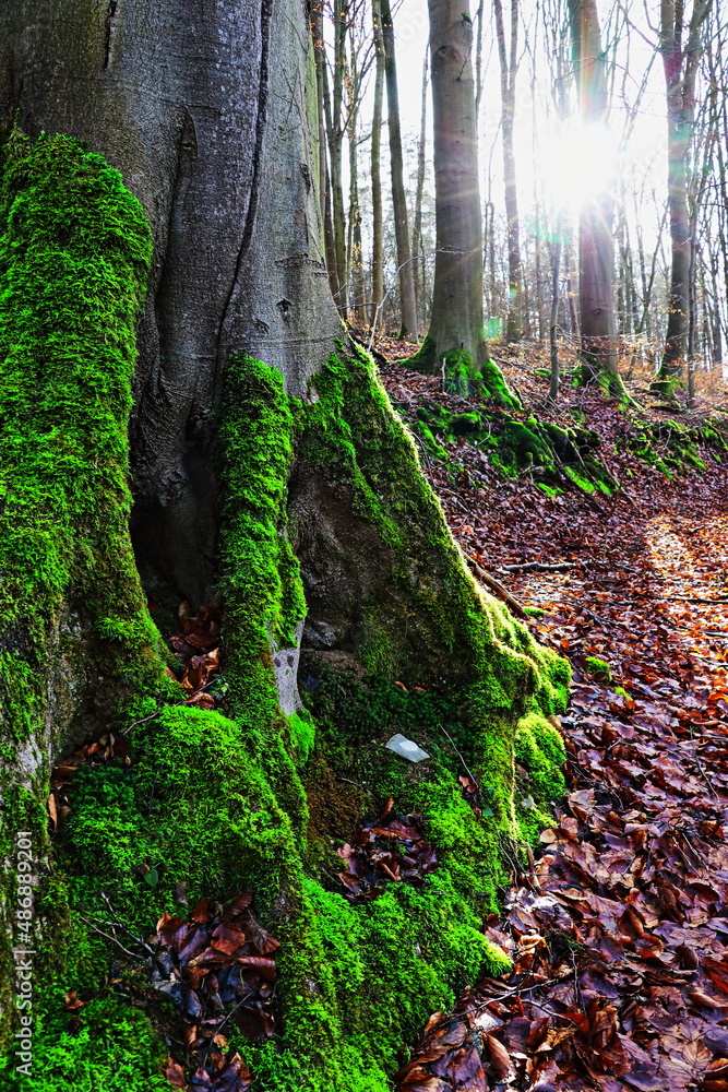 Fototapeta premium Moos an einem Baumstamm / Buchenstamm (Fagus)