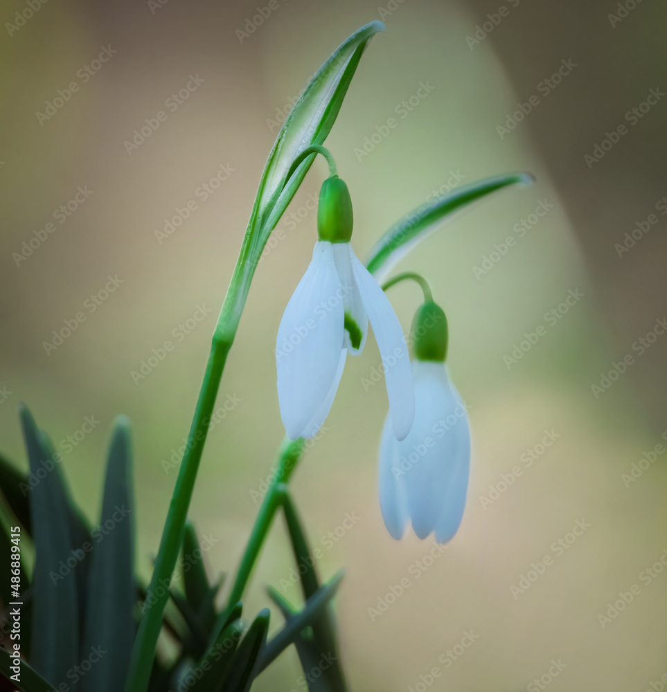 Fototapeta premium Schneeglöckchen im Sonnenschein