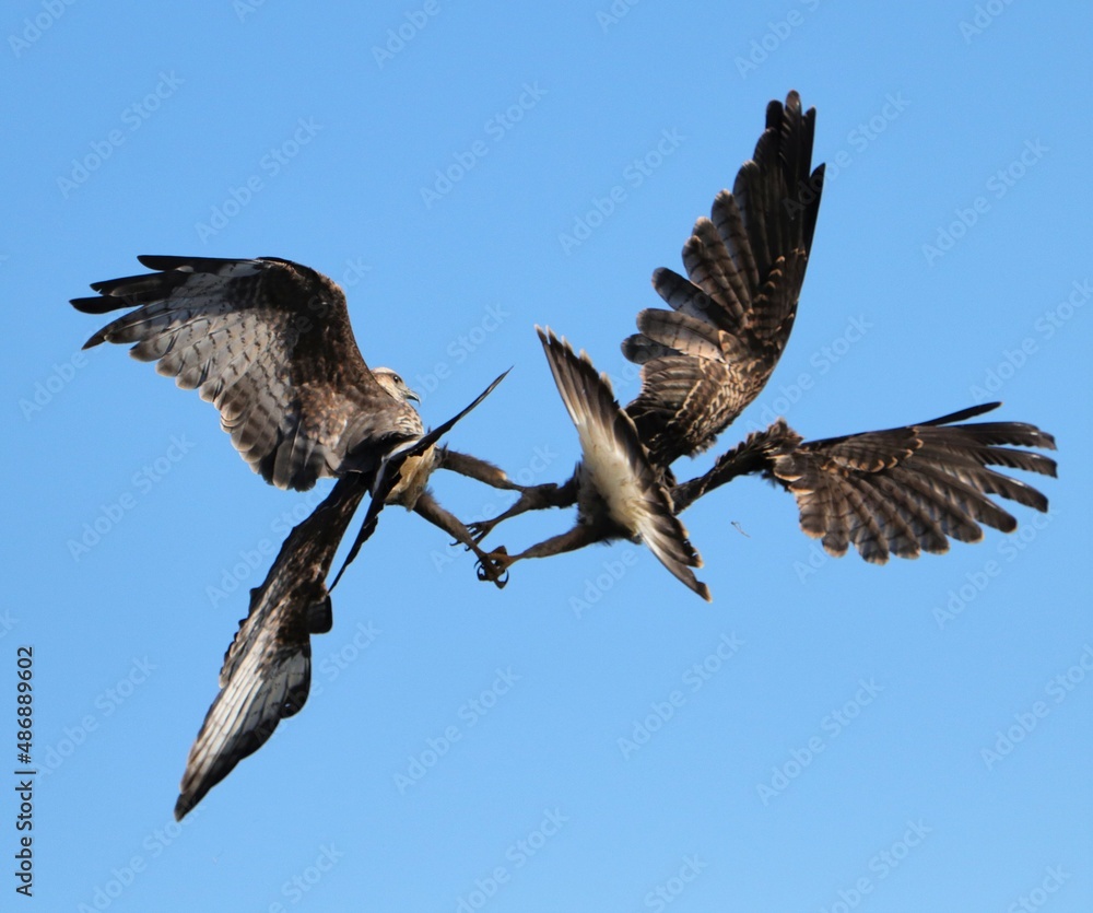 Endangered Snail Kite Mating Talon Lock Ritual Same Sex Couple Endangered Snail Kite Mating Talon Lock Ritual Same Sex Couple