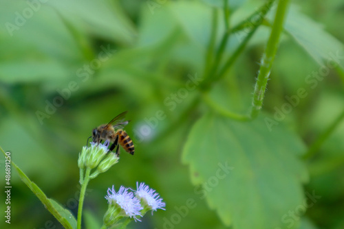 macro photo bee and purple flower