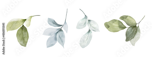 Set of watercolor botanical leaves elements